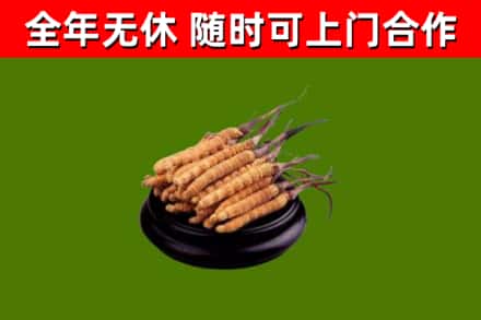 雅江县回收散虫草