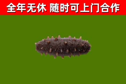 雅江县烟酒回收干海参.jpg